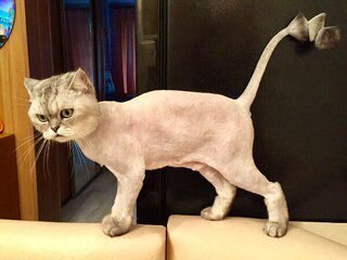 Сколько стоит подстричь кошку в челябинске