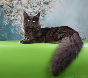 Тула кун. Тула кун. Мейн кун 10. Тула кун. Мейн-кун.