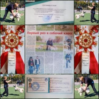 Дрессировка собак мелких пород новосибирск