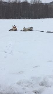 Собаки больших пород в архангельске