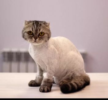 Сколько стоит подстричь кошку уфа