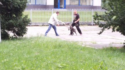 Александр Алехин: Дрессировка собак