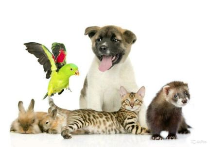 Анастасия:  Передержка домашних животных