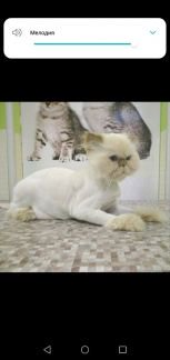 Сколько стоит подстричь кошку в казани