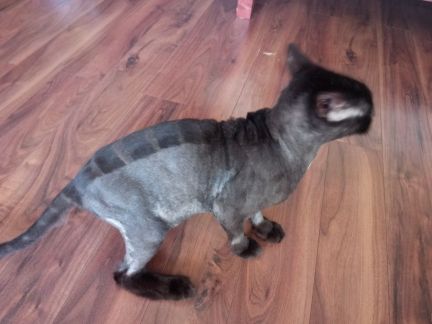 Сколько стоит подстричь когти кошке уфа