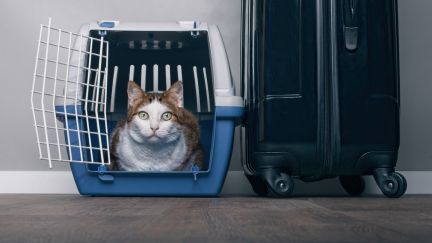 Сколько стоит перевозка для кошки