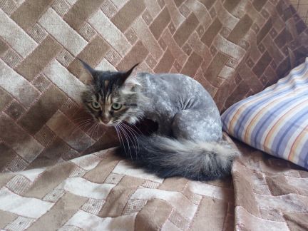 Сколько стоит подстричь когти кошке в саратове