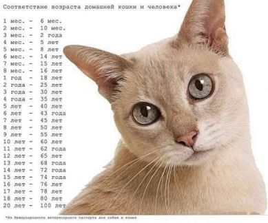 Стерилизация кошек сколько стоит набережных челнах
