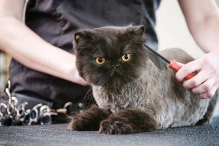 Сколько стоит подстричь кошку в ижевске