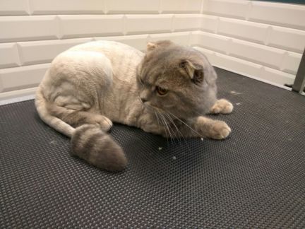 Сколько стоит подстричь кошку в уфе