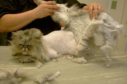 Сколько стоит подстричь кошку екатеринбург