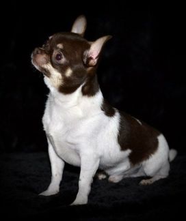 Вязка. Мини кобель для вязок