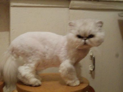 Сколько стоит подстричь кошку в воронеже