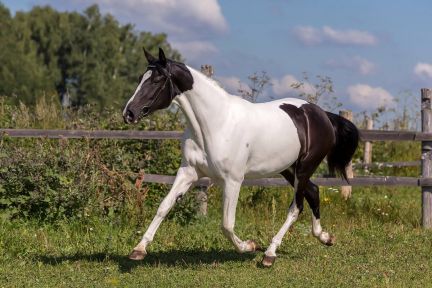 Инесса:  Денник для лошади Домодедово