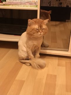 Сколько стоит подстричь кошку в новосибирске
