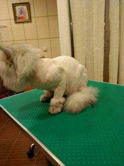 Сколько стоит подстричь когти кошке в коломне