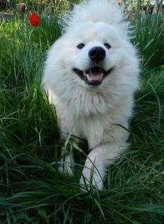 Перспективный кобель самоеда для вязки