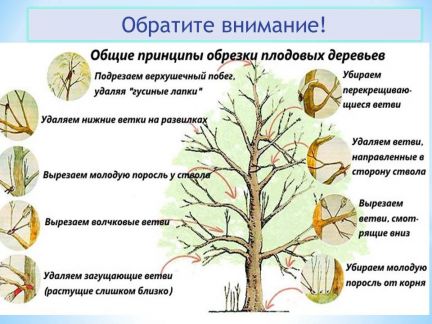 Принцип обрезки