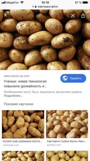 Куплю картофель для корма скота брянск