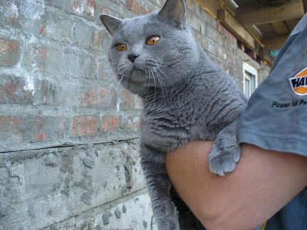 Кот для связки омск