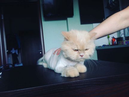 Сколько стоит подстричь кошку москва