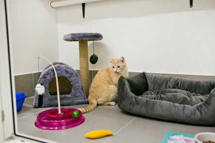 Сколько стоит стерилизация кошек в тюмени