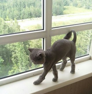 Сколько стоит стрижка кошки в красноярске