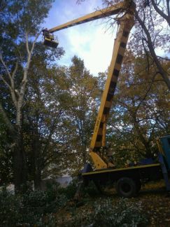 виталий:  Спилить(спил) удалить дерево в Великом Новгороде