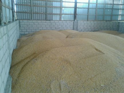 Авито кбр семена. Авито кбр ваз 04. Авито кбр семена. Авито кбр семена. В мешках.