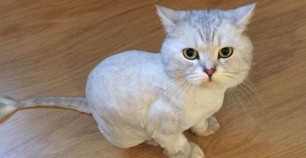 Сколько стоит подстричь кошку в омске