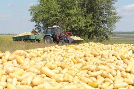 Село хреновое лечение позвоночника