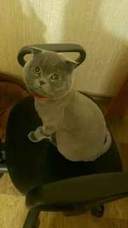 Сколько стоит подстричь кошку в иркутске