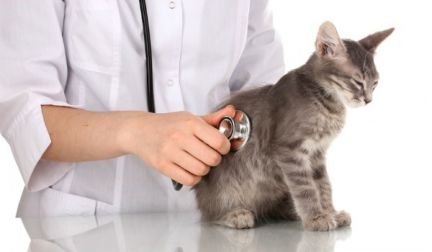 Сколько стоит операция кошки тольятти