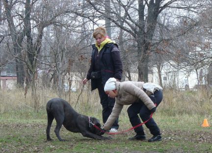 Виктор Фаворит:  Воспитание, обучение и дрессировка собак