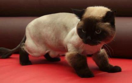 Сколько стоит подстричь кошку в омске