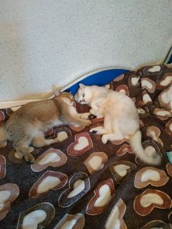 Передержка кота без прививок