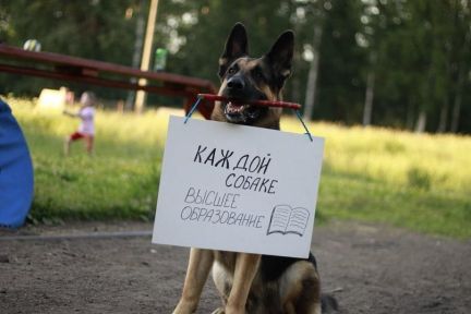 Дрессировка собак всех пород екатеринбург