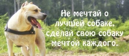 Алина: Дрессировка собак в Череповце