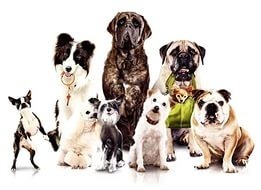 Дрессировка Собак всех пород:  Дрессировка собак всех пород