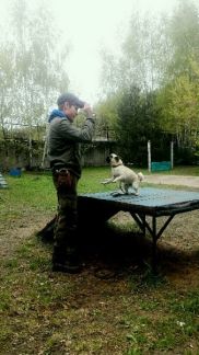 Дмитрий: Дрессировка собак