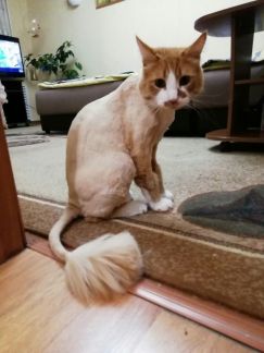 Сколько стоит стрижка кошки в перми