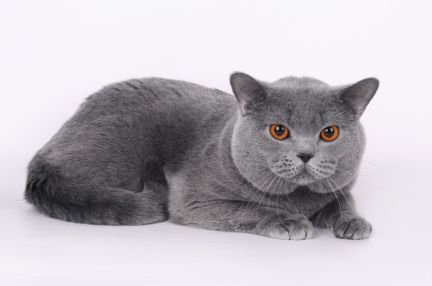 Сколько стоит вязка британских кошек без документов