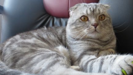 Кот для связки омск