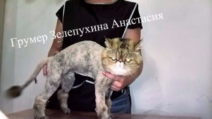 Сколько стоит подстричь кошку в иркутске thumbnail