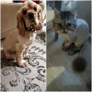 Сколько стоит подстричь кошку в тольятти