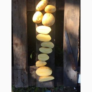 Куплю мелкий картофель на корм скоту в брянске