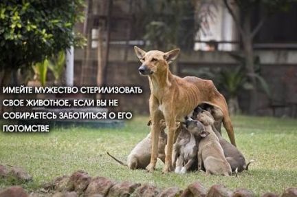 Сколько стоит стерилизация кошки в иркутске