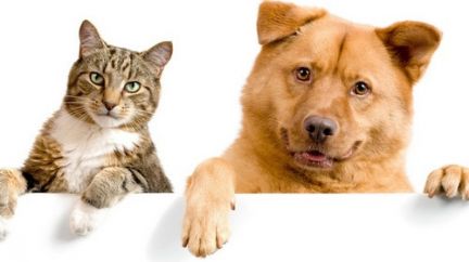 Светлана:  Передержка кошек и собак