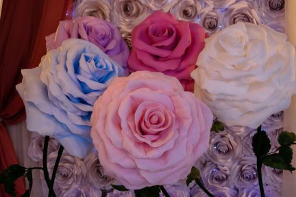 цветы михайловка. село михайловка цветочный улице. цветы михайловка. розы «талея». цветы в шебекино.