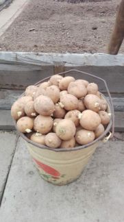 Купить Семенной Картофель В Армавире Краснодарский Край